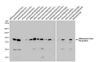 Anti-Influenza A virus PA protein antibody [HL1388] used in Western Blot (WB). GTX636828