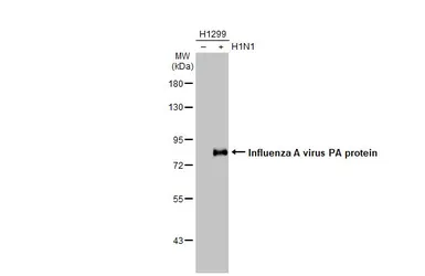 Anti-Influenza A virus PA protein antibody [HL1388] used in Western Blot (WB). GTX636828