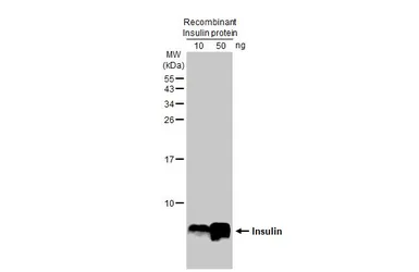 Anti-Insulin antibody [HL1393] used in Western Blot (WB). GTX636833