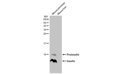 Anti-Insulin antibody [HL1393] used in Western Blot (WB). GTX636833