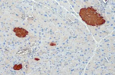 Anti-Insulin antibody [HL1393] used in IHC (Paraffin sections) (IHC-P). GTX636833