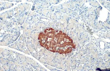 Anti-Insulin antibody [HL1393] used in IHC (Paraffin sections) (IHC-P). GTX636833