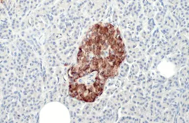 Anti-Insulin antibody [HL1393] used in IHC (Paraffin sections) (IHC-P). GTX636833