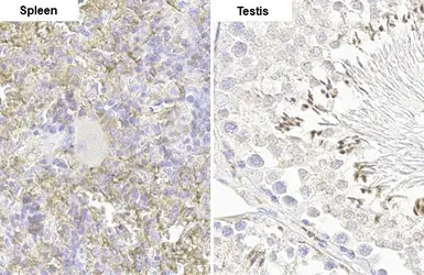 Anti-FCER1G antibody [HL1418] used in IHC (Paraffin sections) (IHC-P). GTX636884