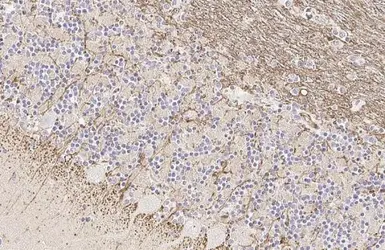 Anti-FCER1G antibody [HL1418] used in IHC (Paraffin sections) (IHC-P). GTX636884