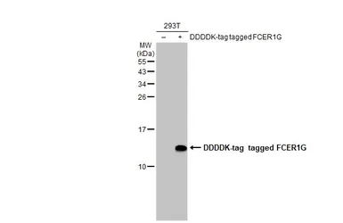 Anti-FCER1G antibody [HL1418] used in Western Blot (WB). GTX636884