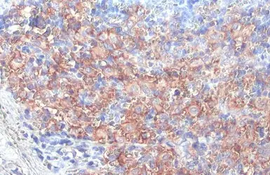 Anti-FCER1G antibody [HL1418] used in IHC (Paraffin sections) (IHC-P). GTX636884