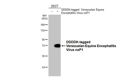 Anti-Venezuelan Equine Encephalitis Virus nsP1 antibody [HL1472] used in Western Blot (WB). GTX636946