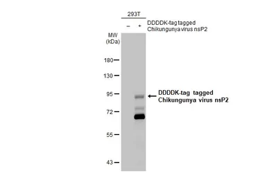 Anti-Chikungunya virus nsP2 antibody [HL1488] used in Western Blot (WB). GTX636962