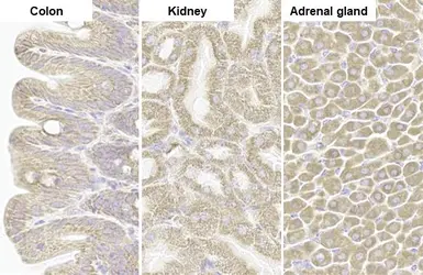 Anti-TOMM20 antibody [HL1494] used in IHC (Paraffin sections) (IHC-P). GTX636968