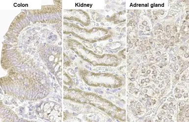 Anti-TOMM20 antibody [HL1494] used in IHC (Paraffin sections) (IHC-P). GTX636968