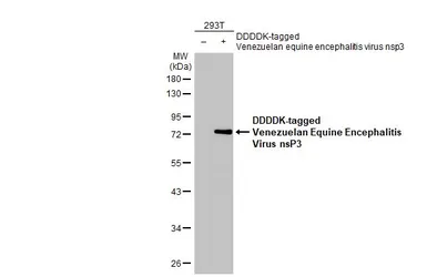 Anti-Venezuelan Equine Encephalitis Virus nsP3 antibody [HL1502] used in Western Blot (WB). GTX636976