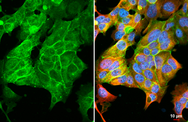 Anti-Claudin 3 antibody [HL1528] used in Immunocytochemistry/ Immunofluorescence (ICC/IF). GTX637001