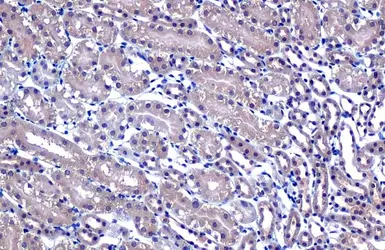 Anti-NPEPPS antibody [HL1531] used in IHC (Paraffin sections) (IHC-P). GTX637005