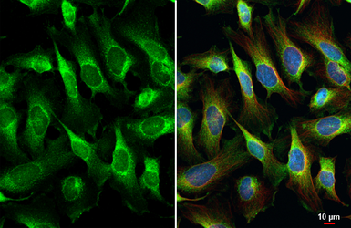 Anti-NPEPPS antibody [HL1531] used in Immunocytochemistry/ Immunofluorescence (ICC/IF). GTX637005