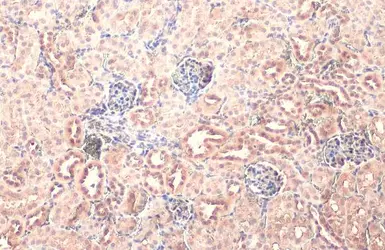 Anti-NPEPPS antibody [HL1531] used in IHC (Paraffin sections) (IHC-P). GTX637005