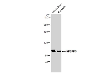 Anti-NPEPPS antibody [HL1531] used in Western Blot (WB). GTX637005