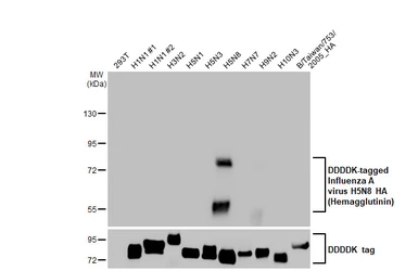 Anti-Avian Influenza A virus H5N8 HA (Hemagglutinin) antibody [HL1550] used in Western Blot (WB). GTX637025