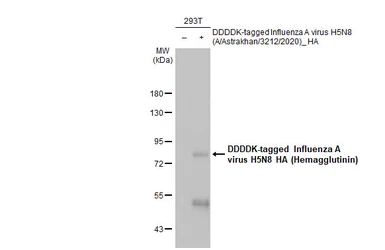 Anti-Avian Influenza A virus H5N8 HA (Hemagglutinin) antibody [HL1550] used in Western Blot (WB). GTX637025