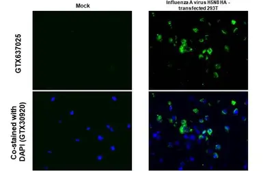 Anti-Avian Influenza A virus H5N8 HA (Hemagglutinin) antibody [HL1550] used in IHC-P (cell pellet) (IHC-P (cell pellet)). GTX637025