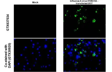 Anti-Influenza A virus H10N3 HA (Hemagglutinin) antibody [HL1559] used in IHC-P (cell pellet) (IHC-P (cell pellet)). GTX637034