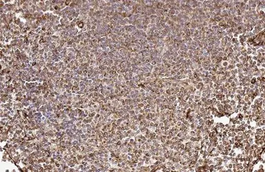 Anti-ADAM17 antibody [HL1572] used in IHC (Paraffin sections) (IHC-P). GTX637047