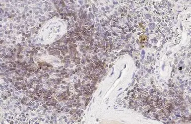 Anti-CD28 antibody [HL1589] used in IHC (Paraffin sections) (IHC-P). GTX637068