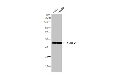 Anti-NDUFV1 antibody [HL1600] used in Western Blot (WB). GTX637079