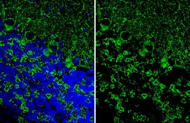 Anti-VGAT antibody [HL1615] used in IHC (Frozen sections) (IHC-Fr). GTX637106