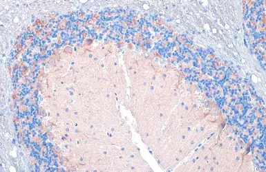 Anti-VGAT antibody [HL1615] used in IHC (Paraffin sections) (IHC-P). GTX637106