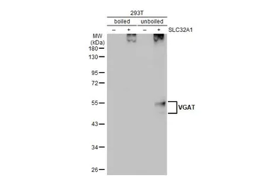 Anti-VGAT antibody [HL1615] used in Western Blot (WB). GTX637106