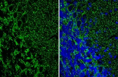 Anti-VGAT antibody [HL1616] used in IHC (Frozen sections) (IHC-Fr). GTX637107