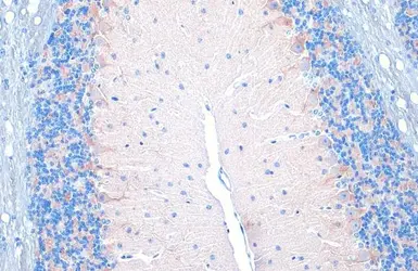 Anti-VGAT antibody [HL1616] used in IHC (Paraffin sections) (IHC-P). GTX637107