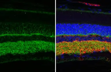 Anti-Synaptotagmin 1 antibody [HL1626] used in IHC (Paraffin sections) (IHC-P). GTX637119