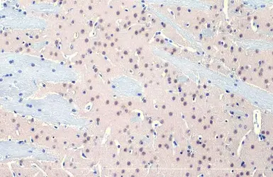 Anti-O-GlcNAc transferase antibody [HL1641] used in IHC (Paraffin sections) (IHC-P). GTX637222