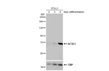 Anti-ACSL1 antibody [HL1651] used in Western Blot (WB). GTX637232