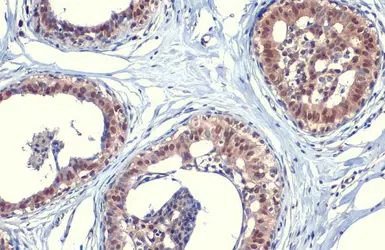 Anti-SOD1 antibody [HL1653] used in IHC (Paraffin sections) (IHC-P). GTX637251