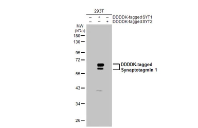 Anti-Synaptotagmin 1 antibody [HL1654] used in Western Blot (WB). GTX637252