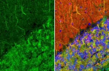 Anti-MAP2 antibody [HL1655] used in IHC (Paraffin sections) (IHC-P). GTX637253