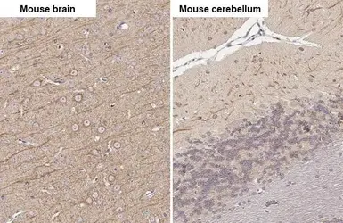 Anti-MAP2 antibody [HL1655] used in IHC (Paraffin sections) (IHC-P). GTX637253