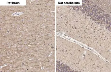 Anti-MAP2 antibody [HL1655] used in IHC (Paraffin sections) (IHC-P). GTX637253