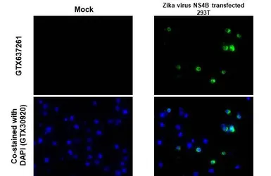 Anti-Zika virus NS4B protein antibody [HL1663] used in IHC-P (cell pellet) (IHC-P (cell pellet)). GTX637261