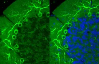 Anti-beta Tubulin 3/ Tuj1 antibody [HL1709] used in IHC (Paraffin sections) (IHC-P). GTX637308