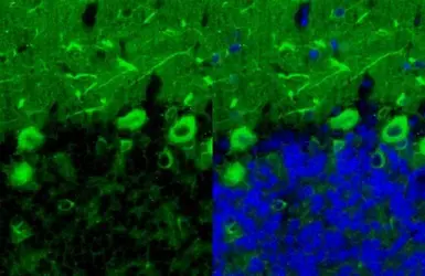 Anti-beta Tubulin 3/ Tuj1 antibody [HL1709] used in IHC (Paraffin sections) (IHC-P). GTX637308