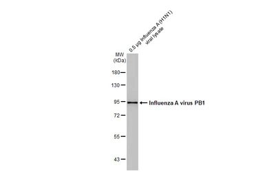 Anti-Influenza A virus PB1 protein antibody [HL1714] used in Western Blot (WB). GTX637313