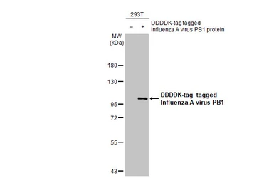 Anti-Influenza A virus PB1 protein antibody [HL1714] used in Western Blot (WB). GTX637313