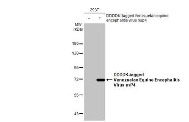 Anti-Venezuelan Equine Encephalitis Virus nsP4 antibody [HL1741] used in Western Blot (WB). GTX637389