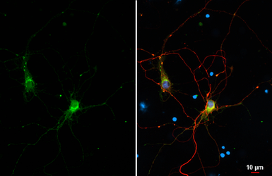 Anti-CD90 antibody [HL1766] used in Immunocytochemistry/ Immunofluorescence (ICC/IF). GTX637416