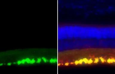 Anti-CD90 antibody [HL1766] used in IHC (Paraffin sections) (IHC-P). GTX637416