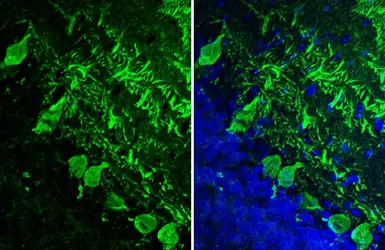 Anti-Calbindin + Calretinin antibody [HL1787] used in IHC (Frozen sections) (IHC-Fr). GTX637439